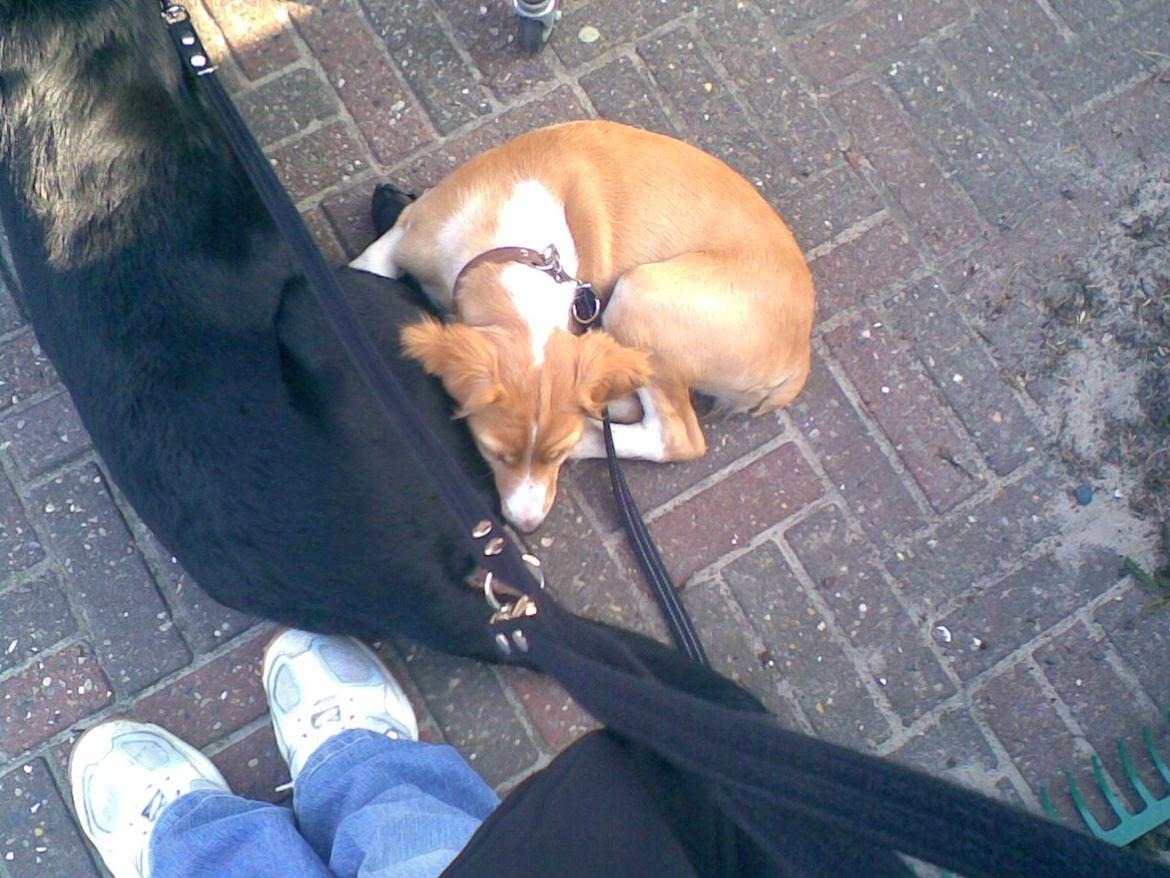 Breton Bessie billede 28