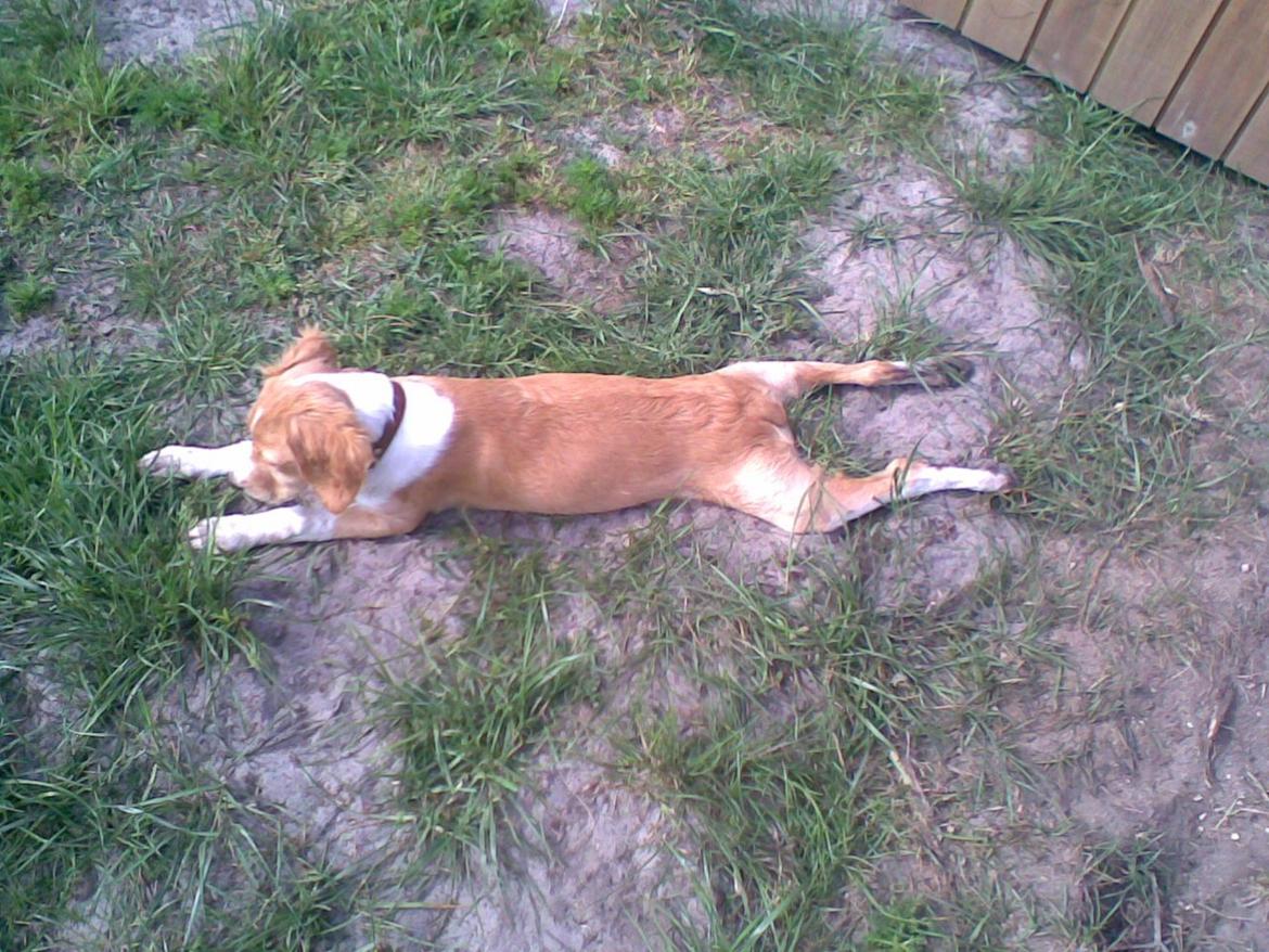 Breton Bessie billede 29