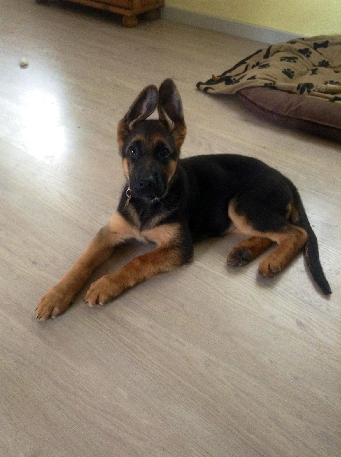 Schæferhund Aixa's Daisy Crazy billede 19