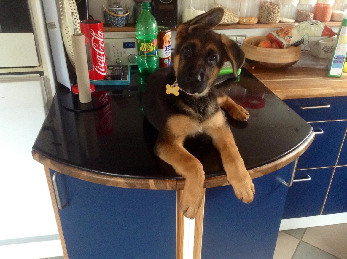 Schæferhund Aixa's Daisy Crazy billede 20