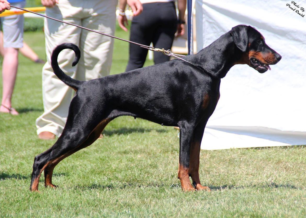 Dobermann Proud Danish Eye Of French Kiss - Luxembourg Trophy 2013, Billede taget af Kristine W. Genning billede 1