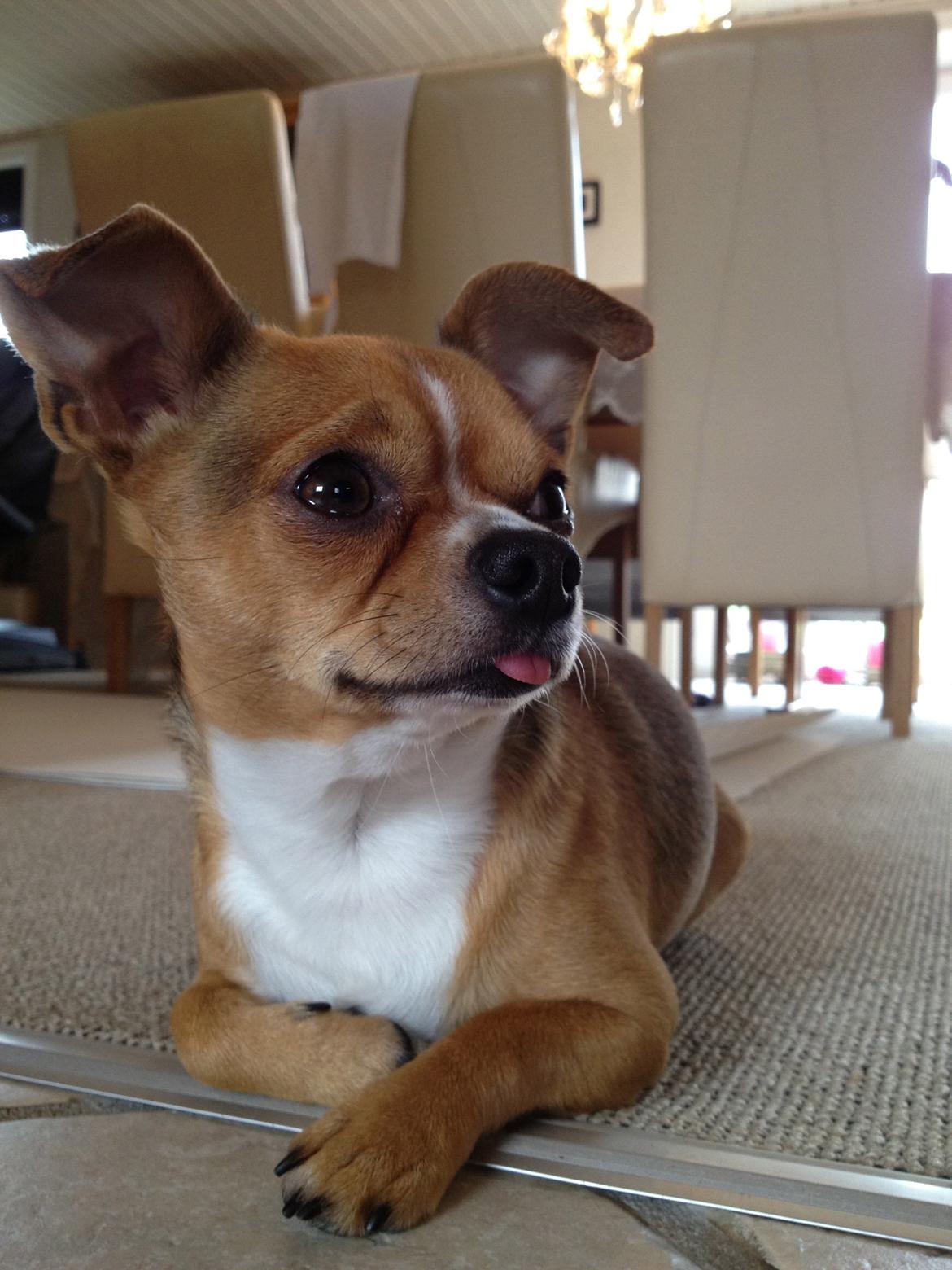 Chihuahua Armani<33 billede 2