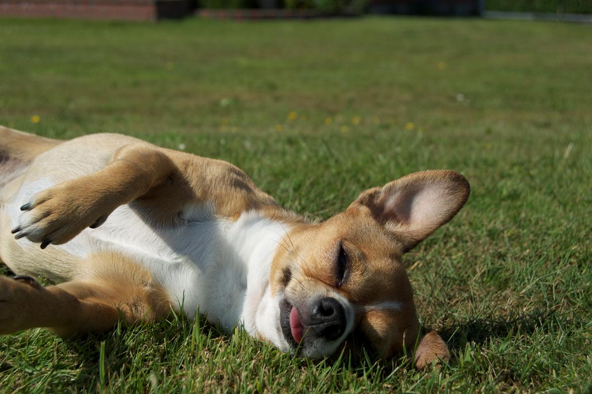 Chihuahua Armani<33 billede 3