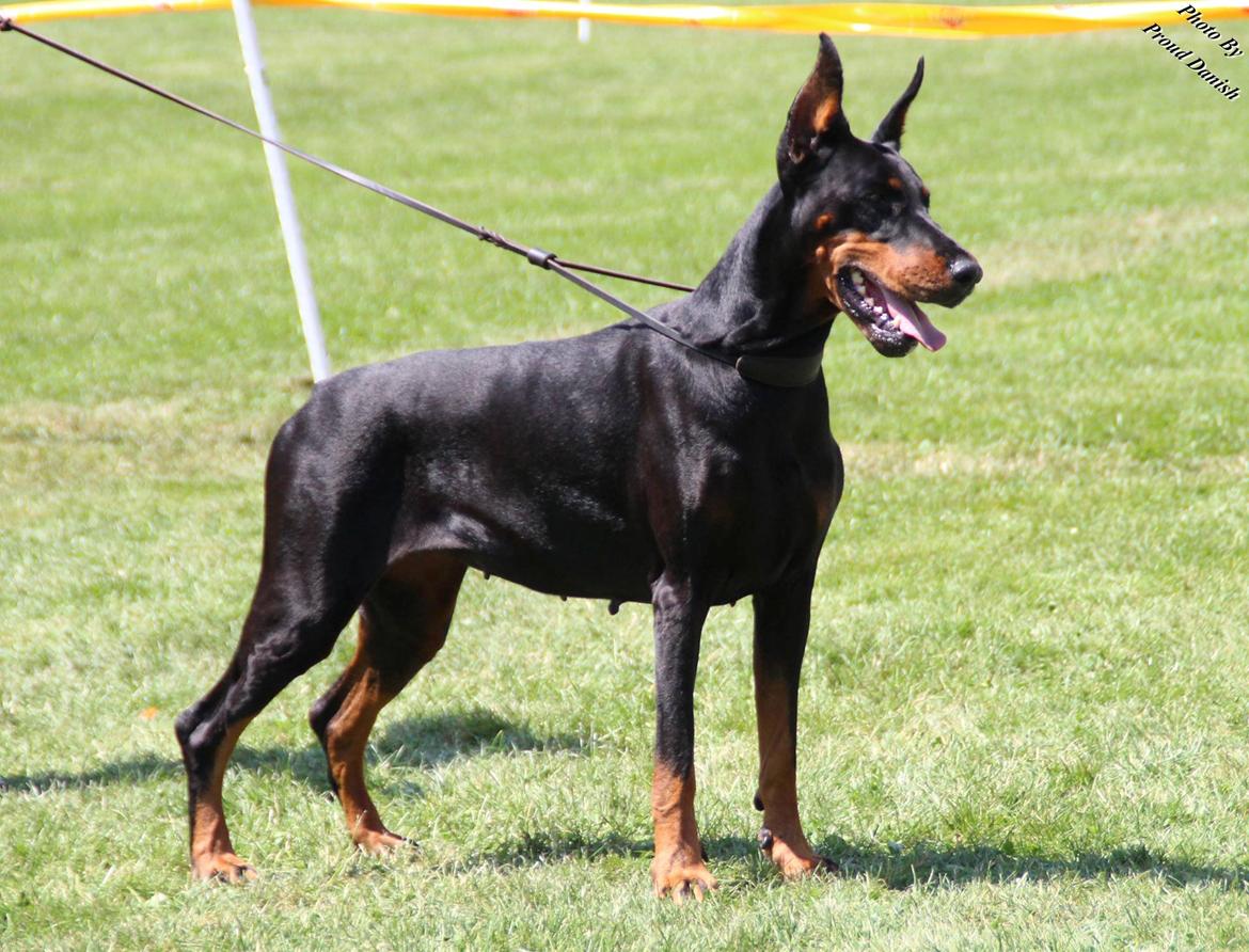 Dobermann Legrant Land Bohema Born - Luxembourg Trophy 2013, billede taget af Kristine W. Genning billede 2