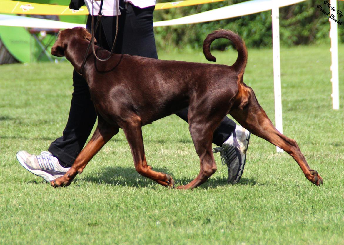 Dobermann DKKV13 AJW13 LUCH Proud Danish Flying Indian Girl billede 39