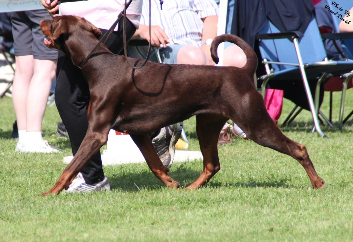 Dobermann DKKV13 AJW13 LUCH Proud Danish Flying Indian Girl billede 40