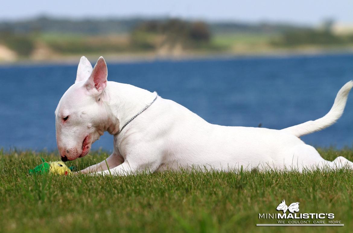 Bullterrier miniature MilkywayMiniature Pure White billede 12