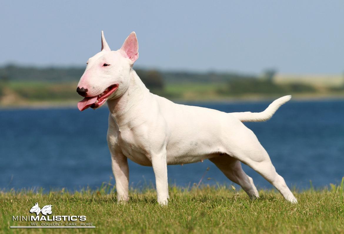 Bullterrier miniature MilkywayMiniature Pure White billede 13