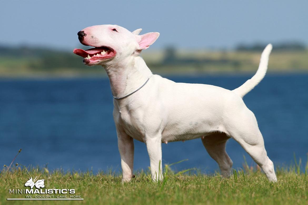 Bullterrier miniature MilkywayMiniature Pure White billede 14