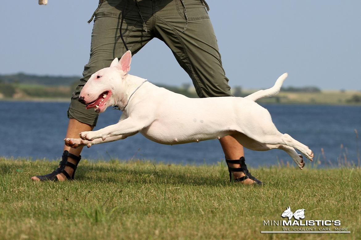 Bullterrier miniature MilkywayMiniature Pure White billede 15