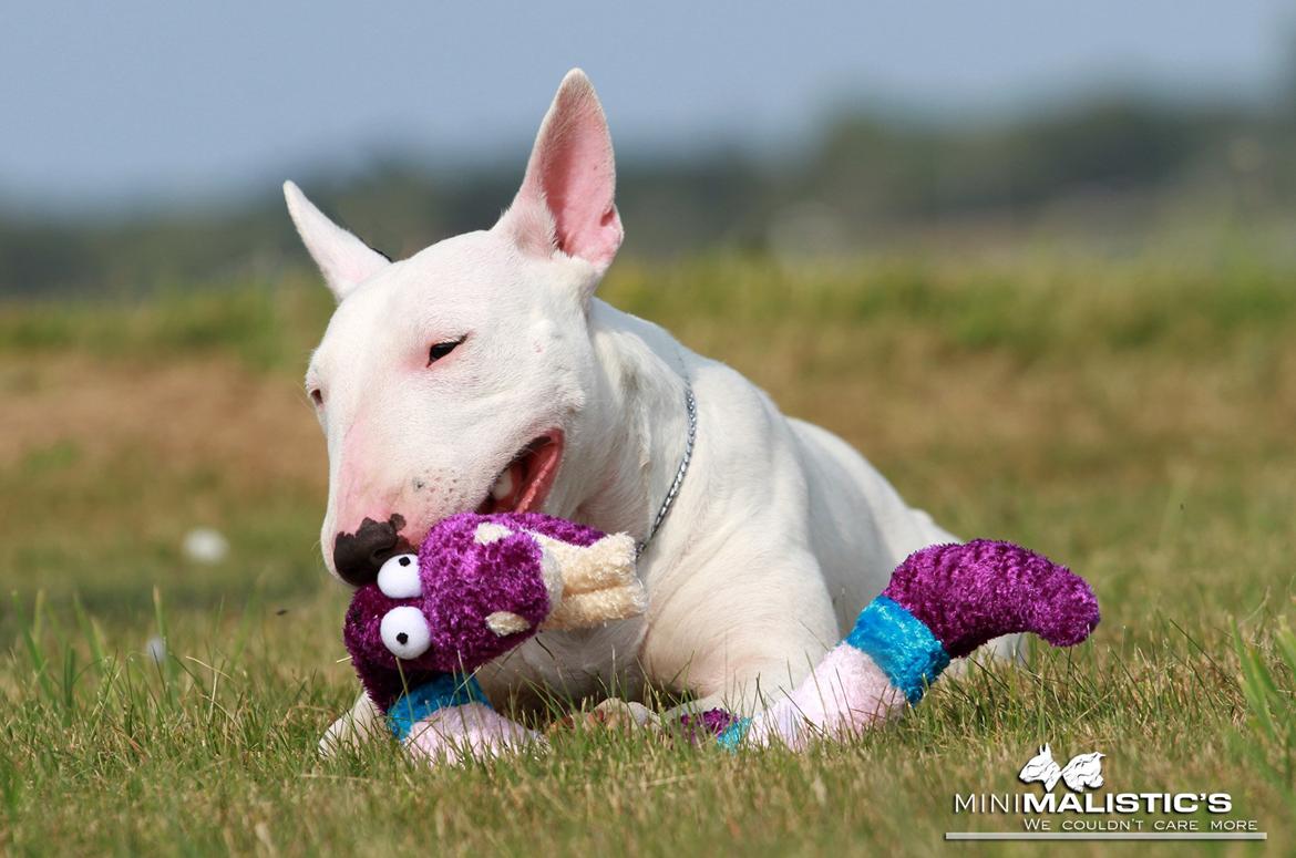 Bullterrier miniature MilkywayMiniature Pure White billede 17