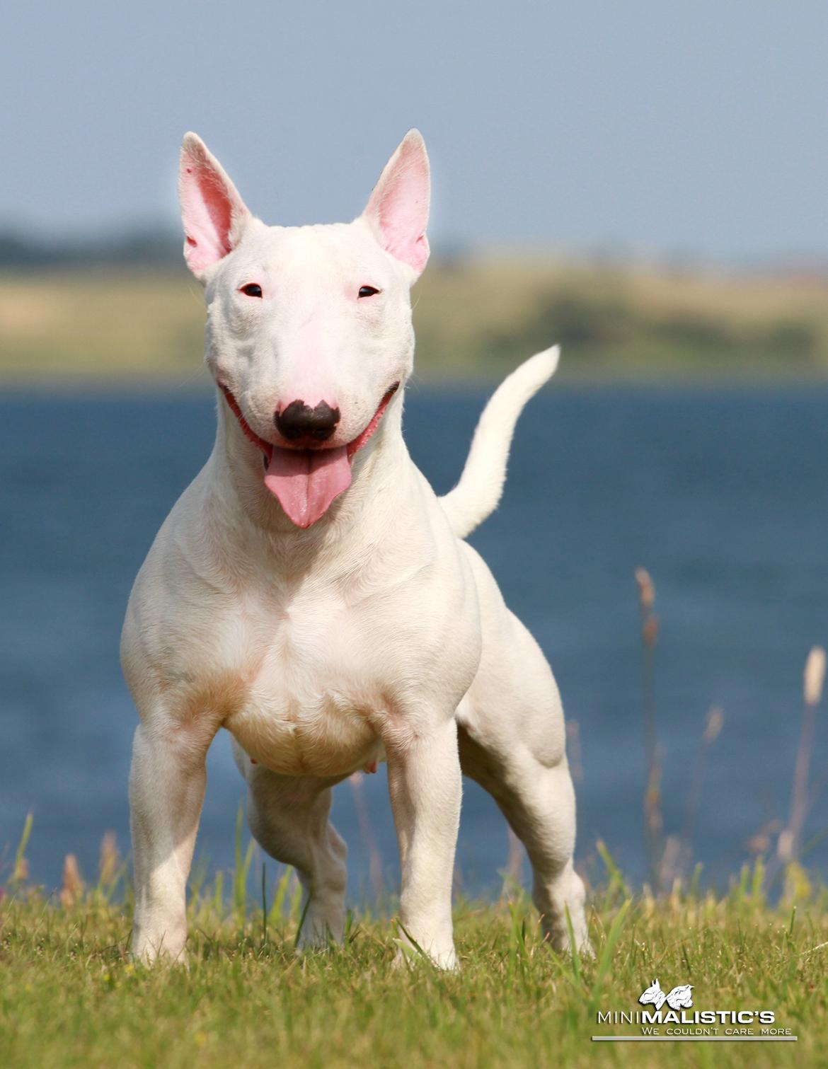 Bullterrier miniature MilkywayMiniature Pure White billede 1