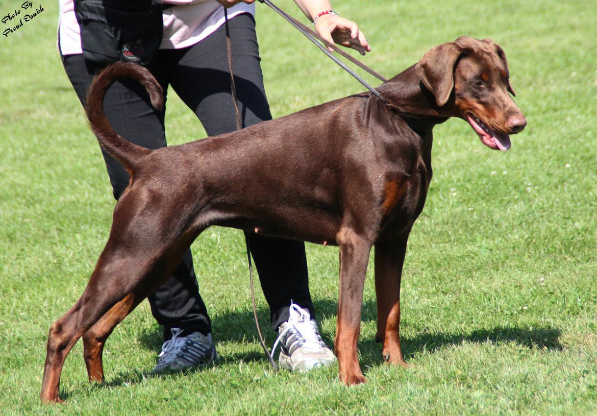 Dobermann DKKV13 AJW13 LUCH Proud Danish Flying Indian Girl billede 41