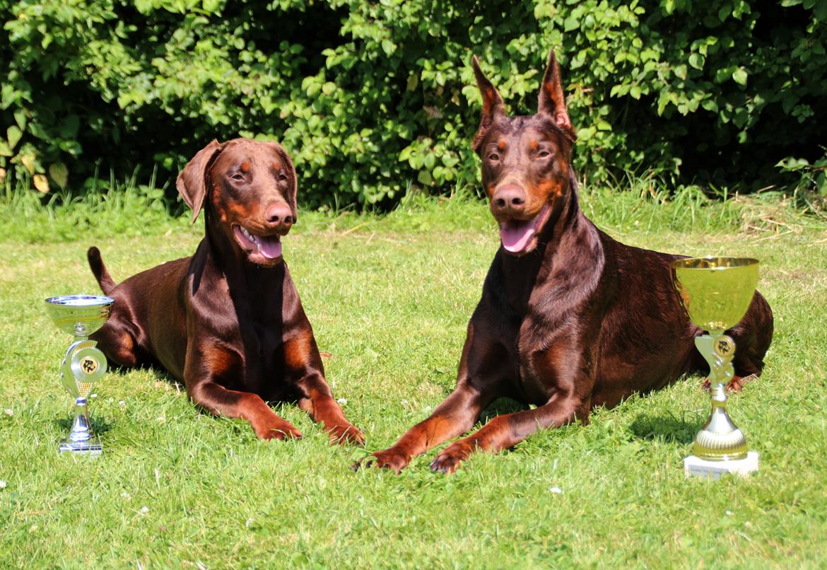Dobermann DKKV13 AJW13 LUCH Proud Danish Flying Indian Girl billede 42