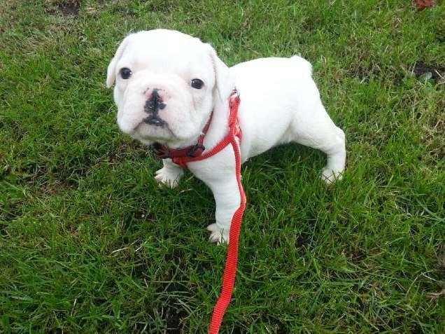 Fransk bulldog Karla billede 20