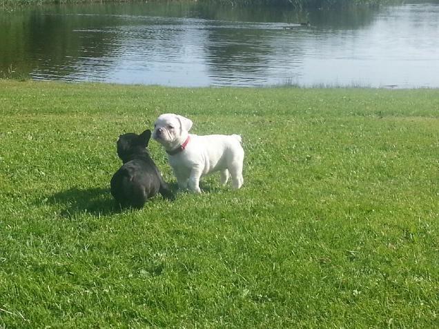 Fransk bulldog Karla billede 21