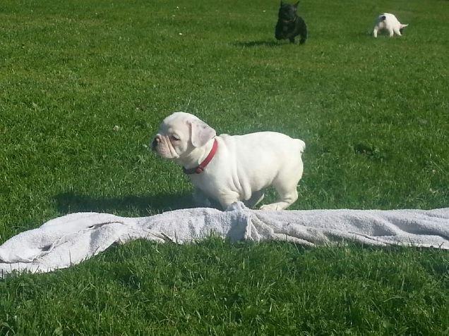 Fransk bulldog Karla billede 22