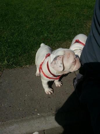 Fransk bulldog Karla billede 23