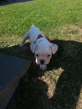 Fransk bulldog Karla billede 24