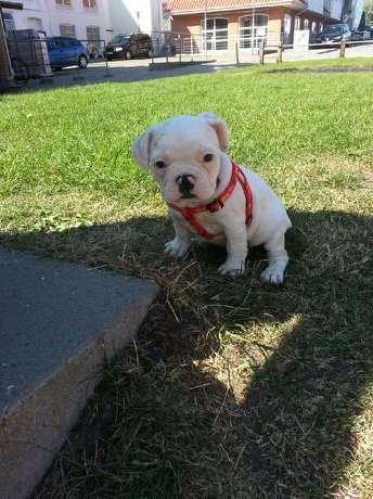 Fransk bulldog Karla billede 25