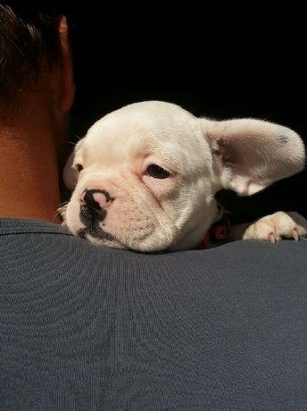 Fransk bulldog Karla - super skøn karla :) billede 1