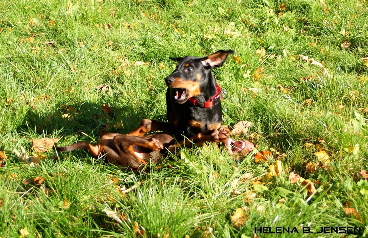 Dobermann Proud Danish Eye Of French Kiss billede 20