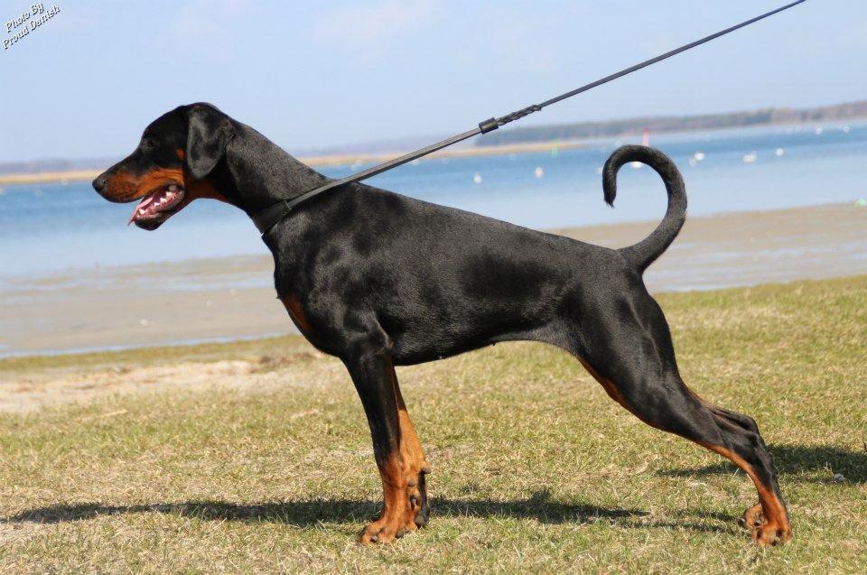 Dobermann Proud Danish Eye Of French Kiss - Elektra 8 mdr, billede taget af Kristine W. Genning billede 3