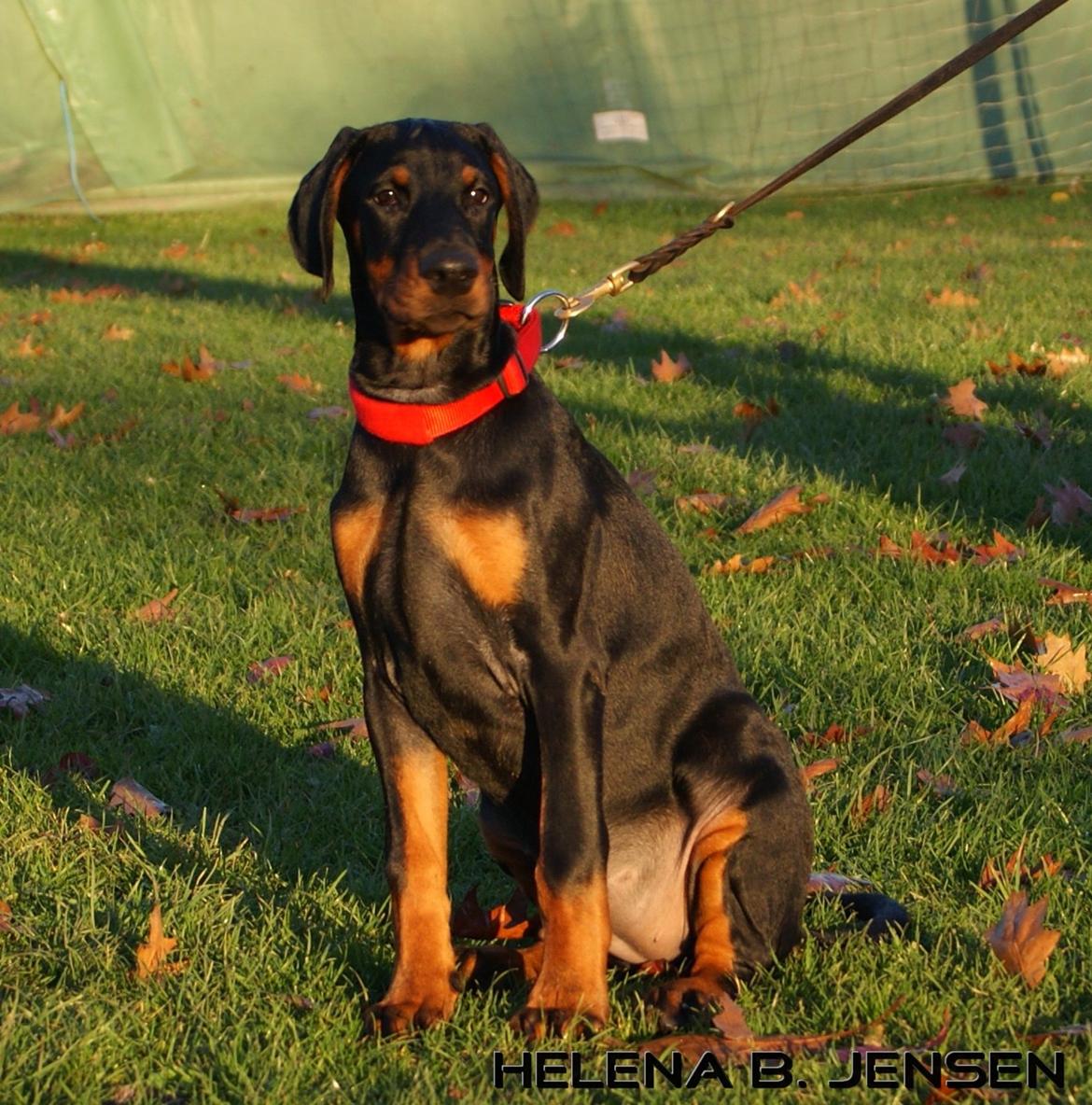 Dobermann Proud Danish Eye Of French Kiss billede 21