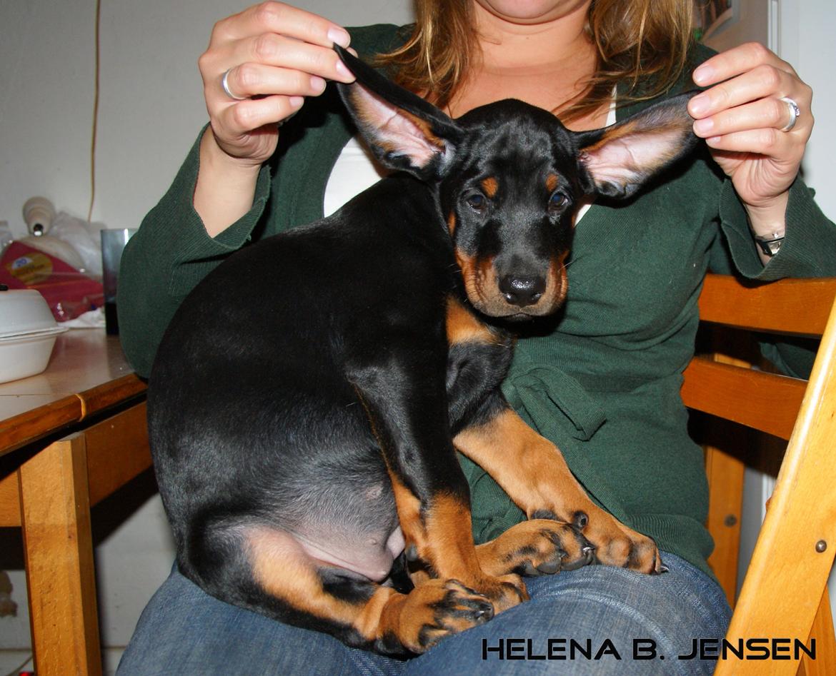 Dobermann Proud Danish Eye Of French Kiss - 7,5 uge billede 22