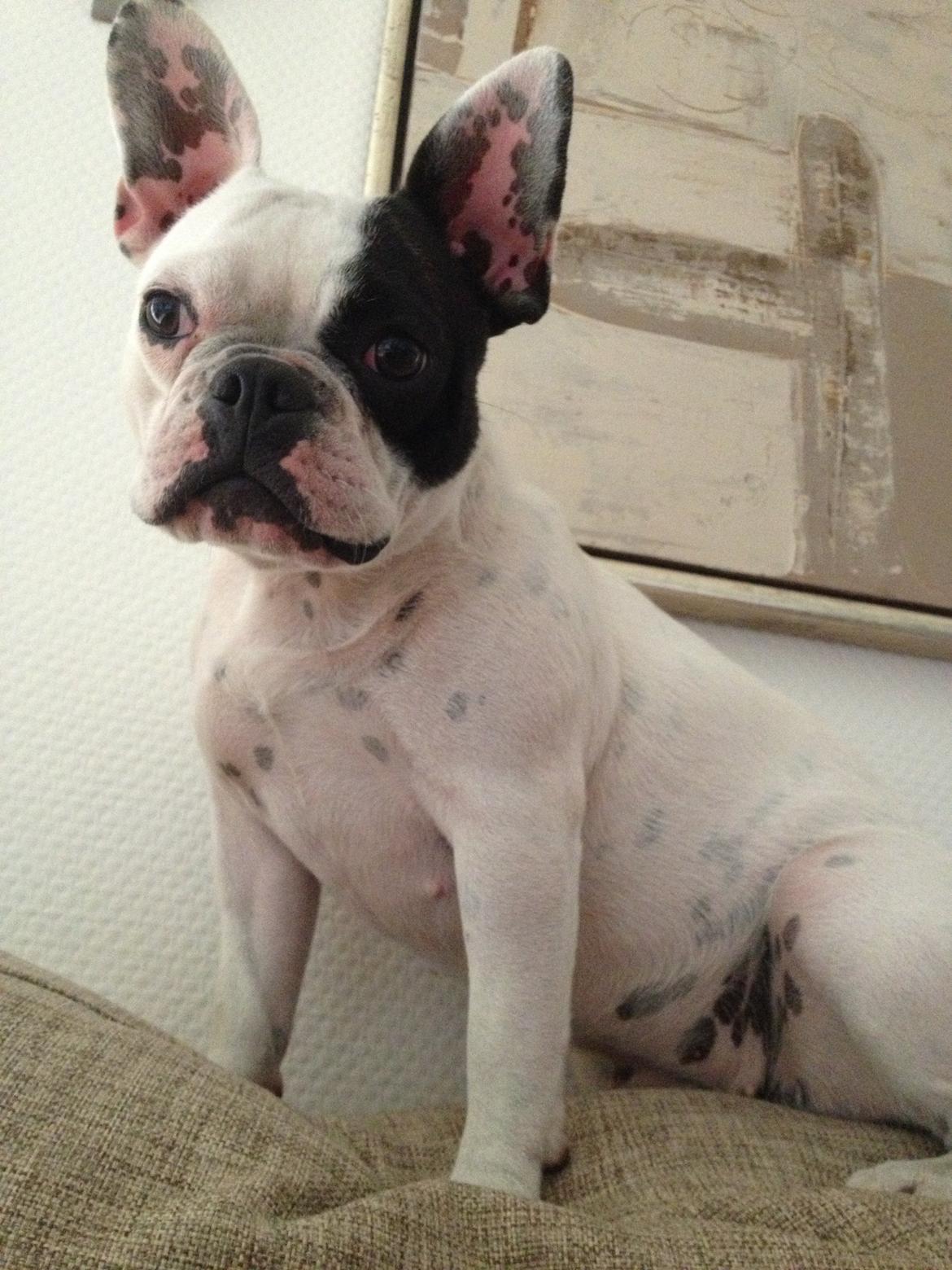 Fransk bulldog Mors prinsesse Lilje billede 1