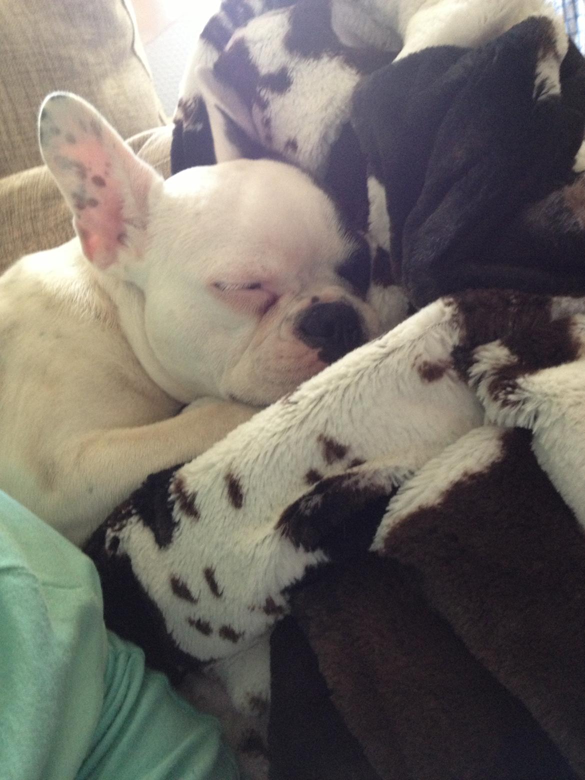 Fransk bulldog Mors prinsesse Lilje billede 10