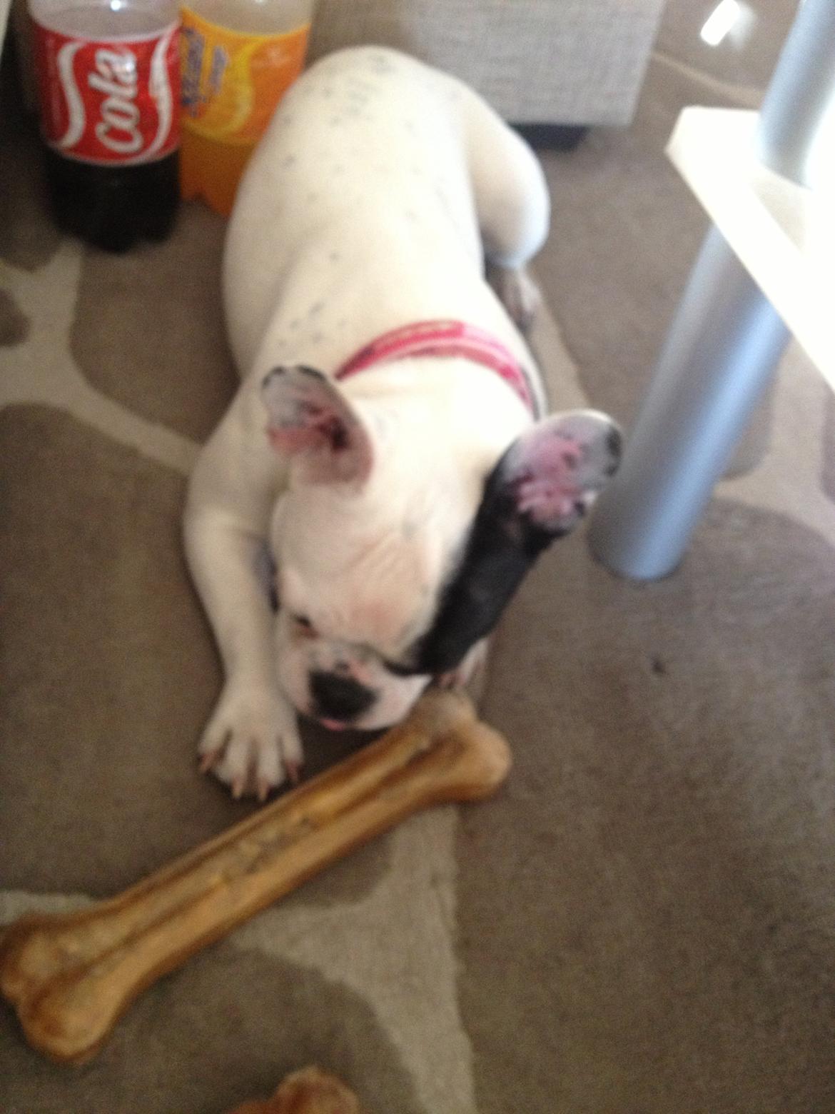 Fransk bulldog Mors prinsesse Lilje billede 9