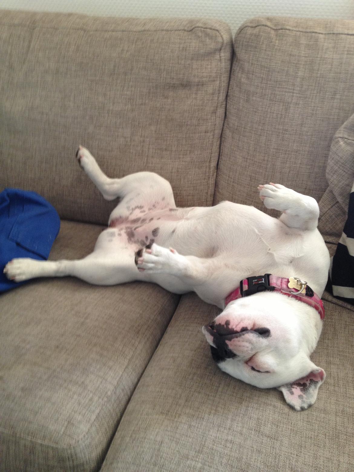 Fransk bulldog Mors prinsesse Lilje billede 6