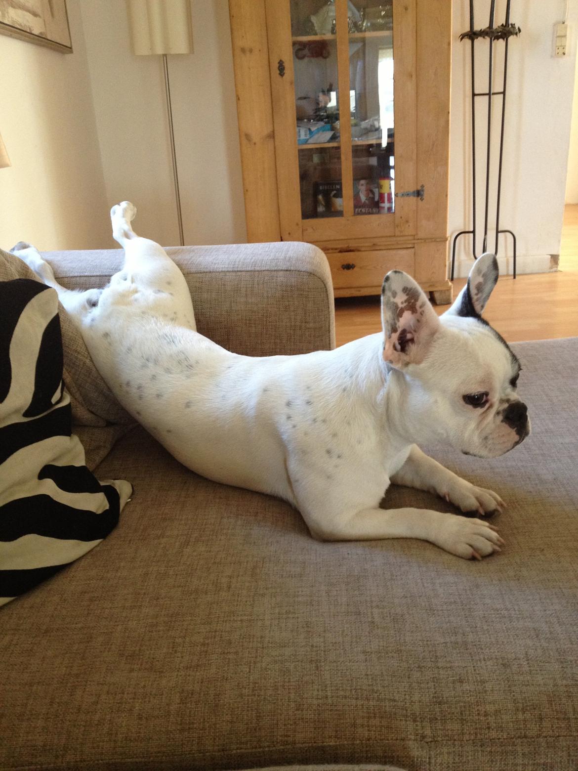 Fransk bulldog Mors prinsesse Lilje billede 5