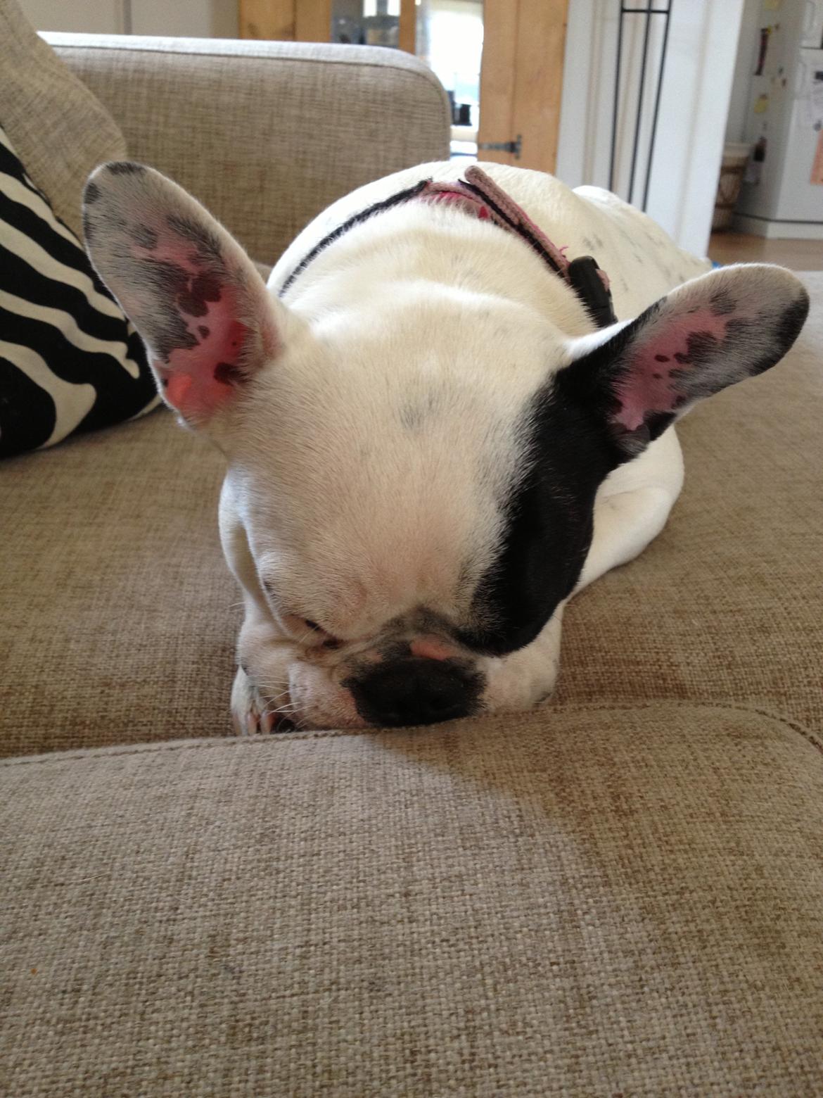 Fransk bulldog Mors prinsesse Lilje billede 8