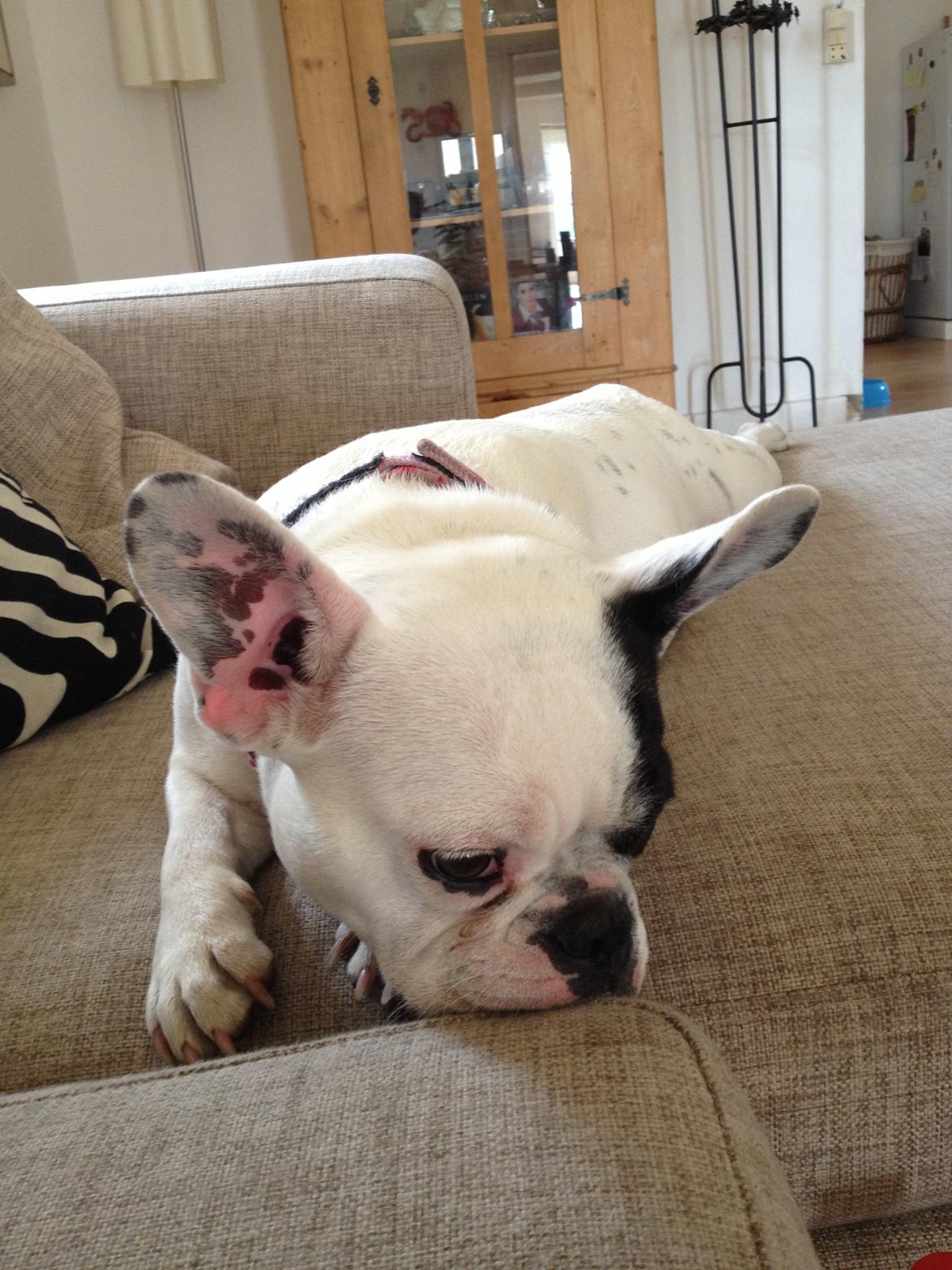 Fransk bulldog Mors prinsesse Lilje billede 7