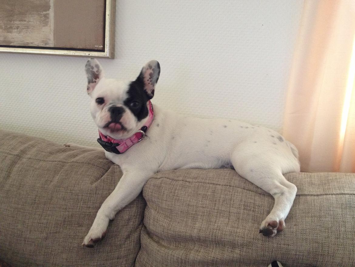 Fransk bulldog Mors prinsesse Lilje billede 4
