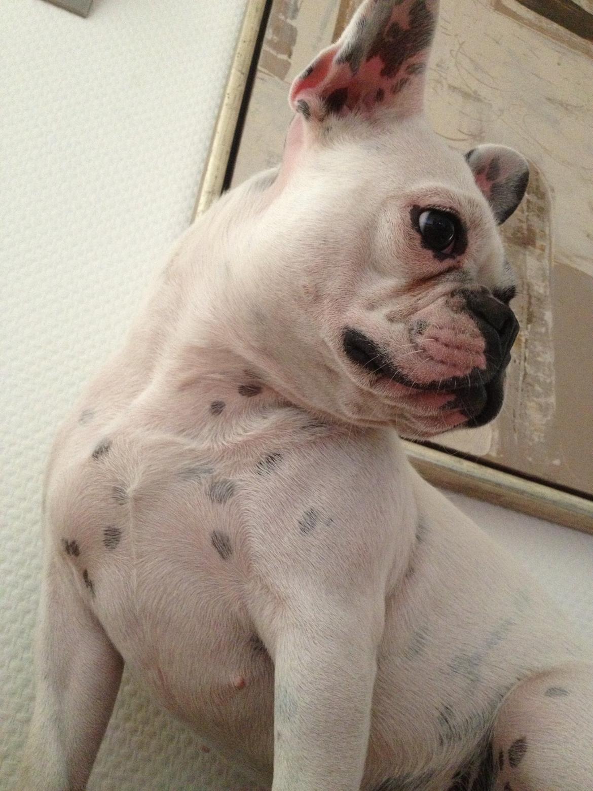 Fransk bulldog Mors prinsesse Lilje billede 2