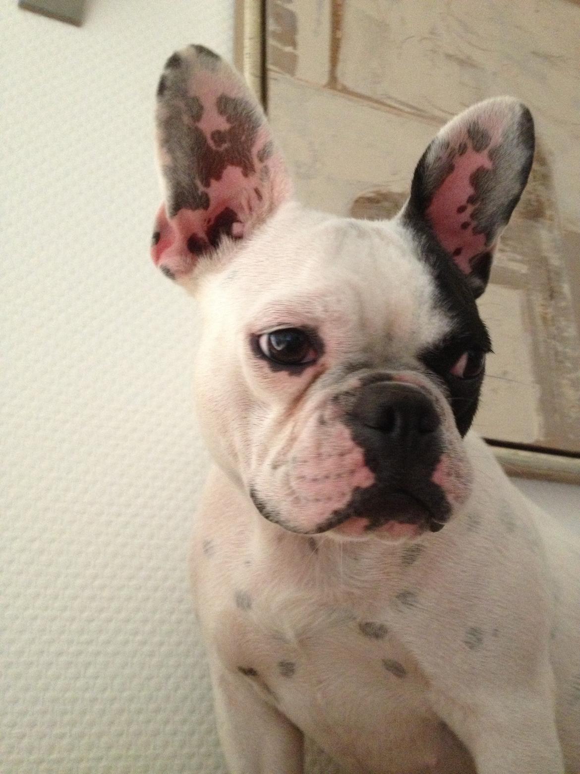 Fransk bulldog Mors prinsesse Lilje billede 3