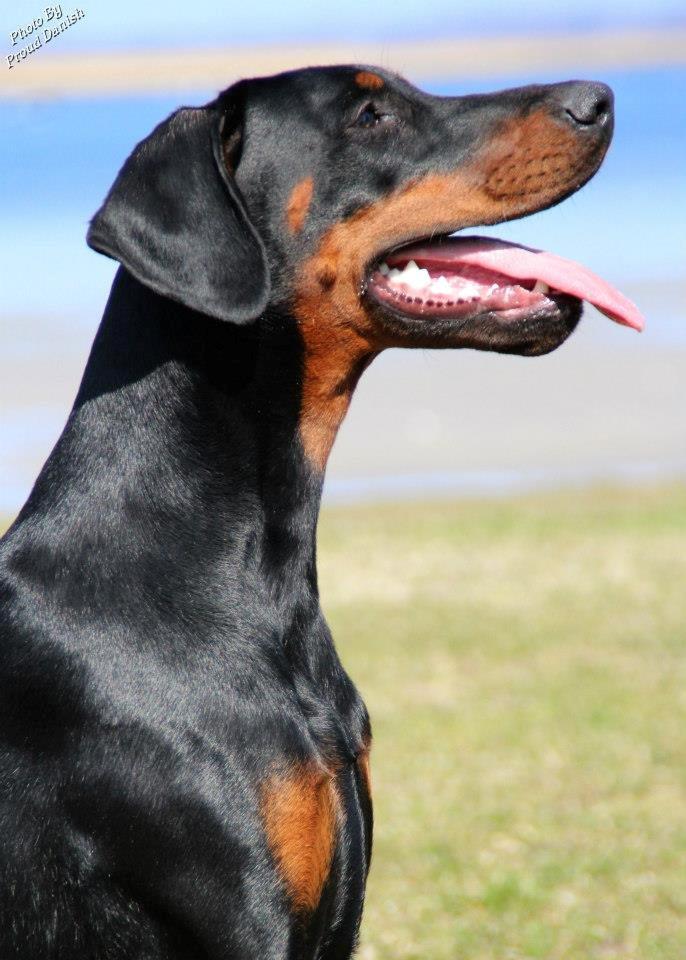Dobermann Proud Danish Eye Of French Kiss - Elektra 8 mdr, billede taget af Kristine W. Genning billede 2