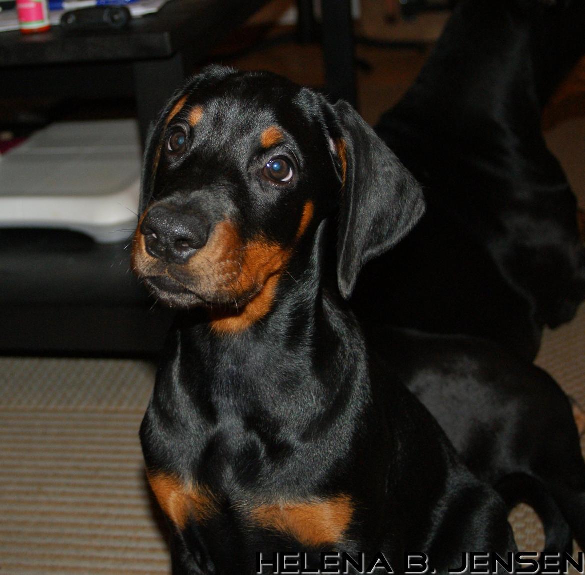 Dobermann Proud Danish Eye Of French Kiss - Elektra 8 uger billede 23