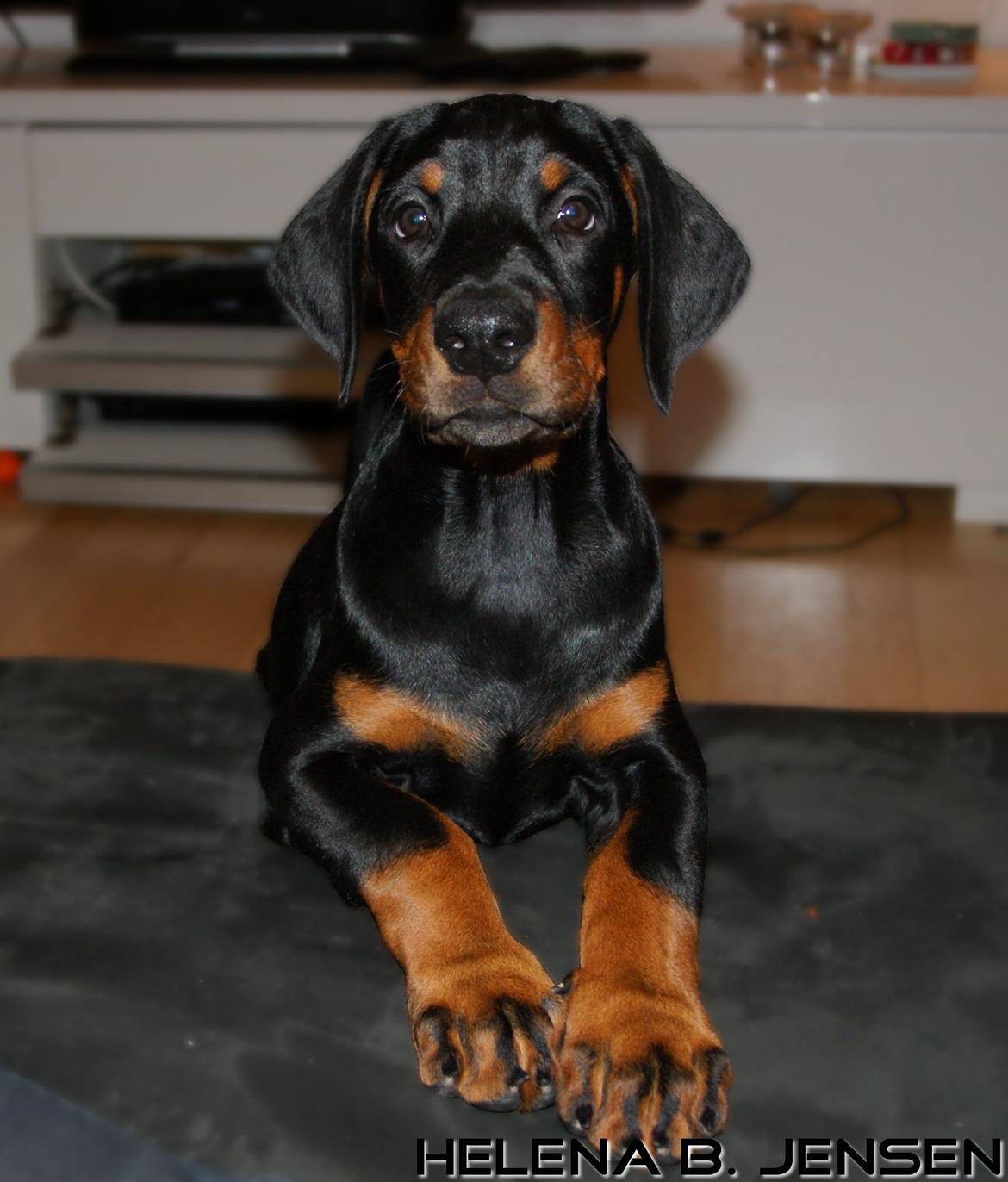 Dobermann Proud Danish Eye Of French Kiss - Elektra 8 uger billede 24