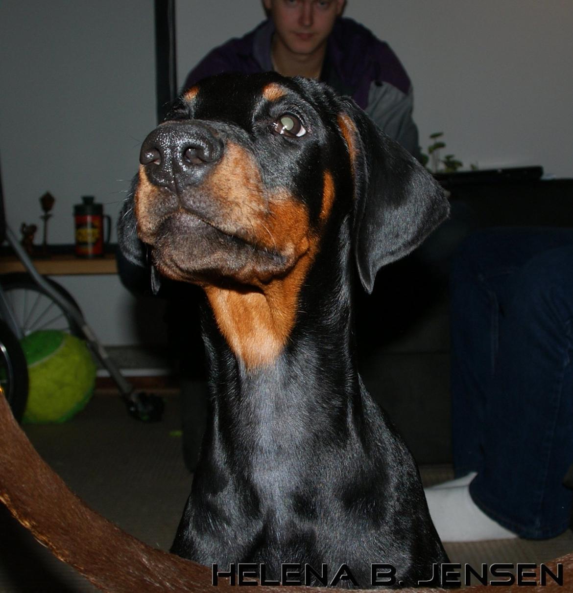 Dobermann Proud Danish Eye Of French Kiss - Elektra 8 uger billede 25