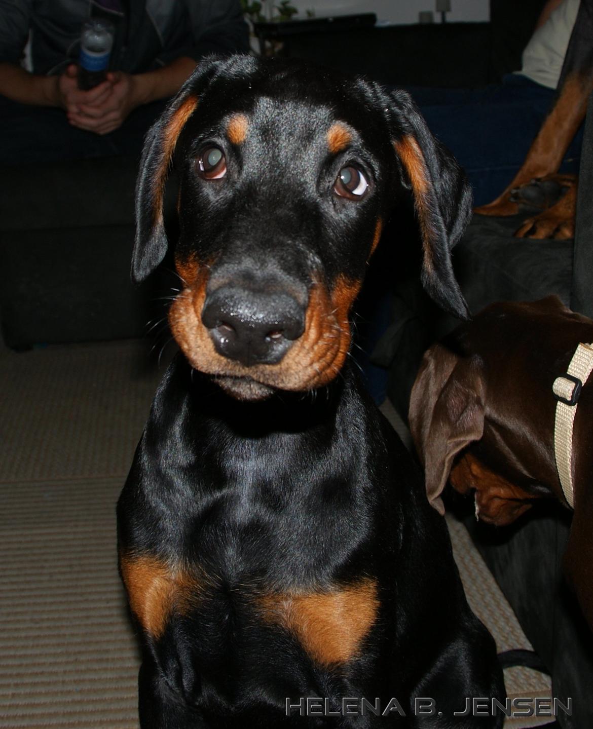 Dobermann Proud Danish Eye Of French Kiss - Elektra 8 uger billede 26