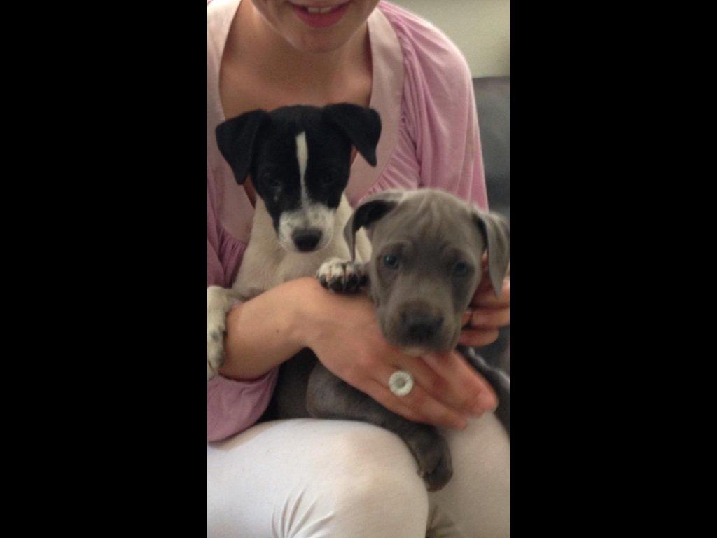 Blanding af racer Frank billede 9