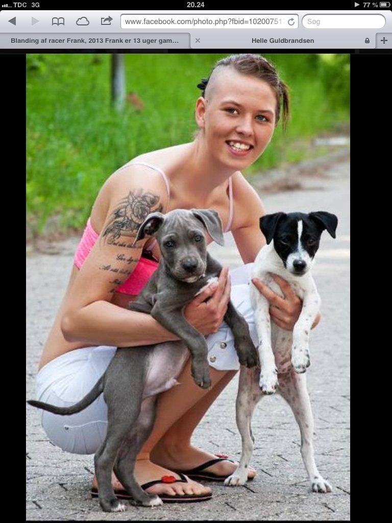 Blanding af racer Frank billede 10