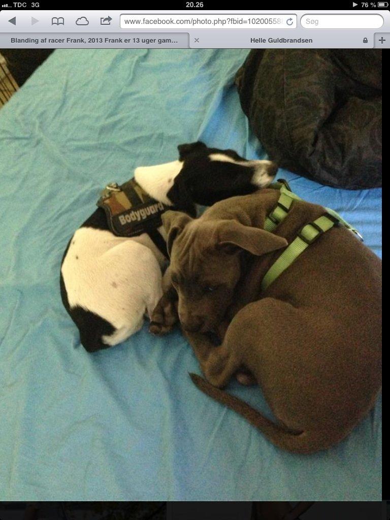 Blanding af racer Frank billede 12