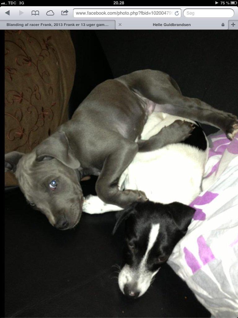 Blanding af racer Frank billede 13