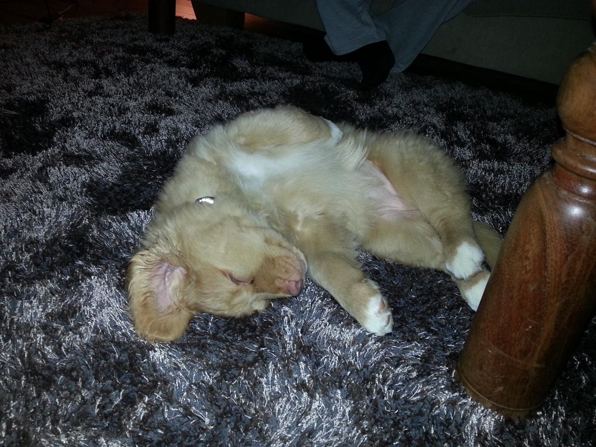 Nova scotia duck tolling retriever Mika "Himmelhund"  billede 46