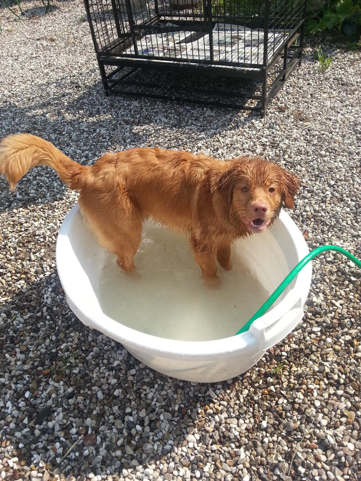 Nova scotia duck tolling retriever Mika "Himmelhund"  billede 32